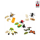 Insekten Lebenszyklus - Set 5 Lernmaterial MERLIN Didakt